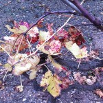 Foglie vigna autunno