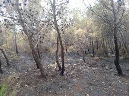 frantella pineta incendio