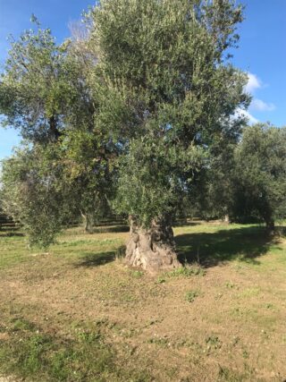 olivo albero ulivo